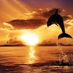 Ocean-Sunset-HD-Backgrounds-150×150